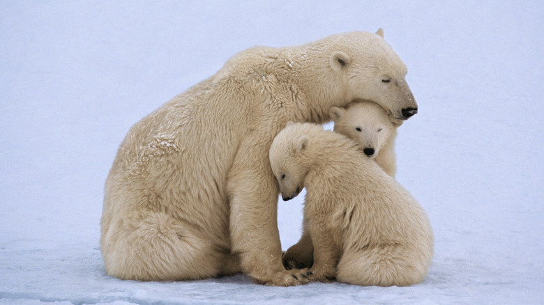 Family of polar bears in Manitoba