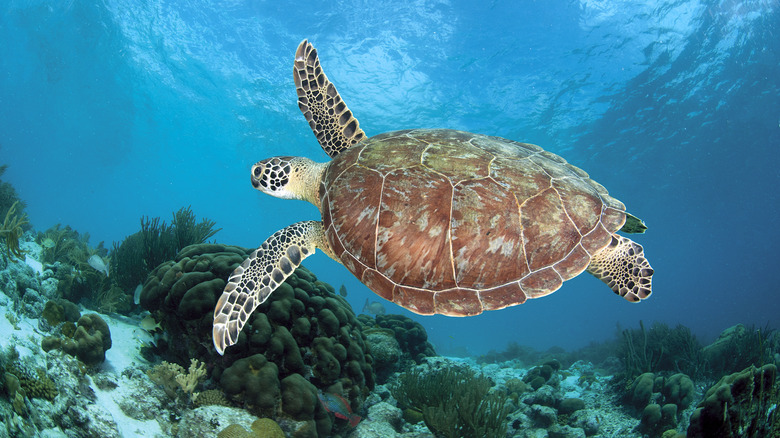 A sea turtle swimming above a coral reef in Bonaire