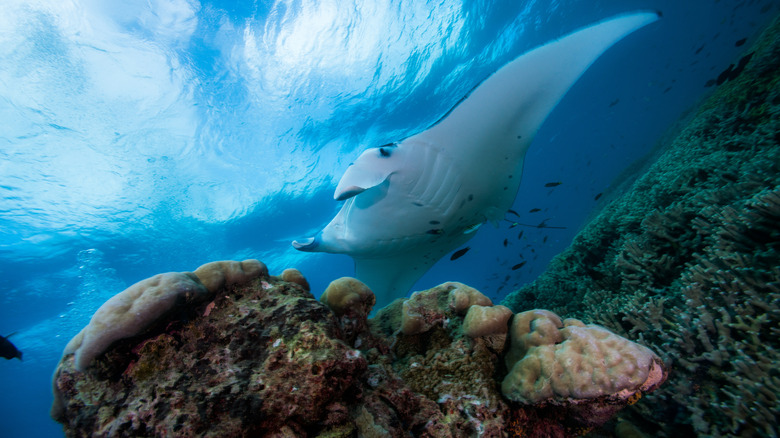 Reef manta ray above the coral off of the island of Yap, in Micronesia