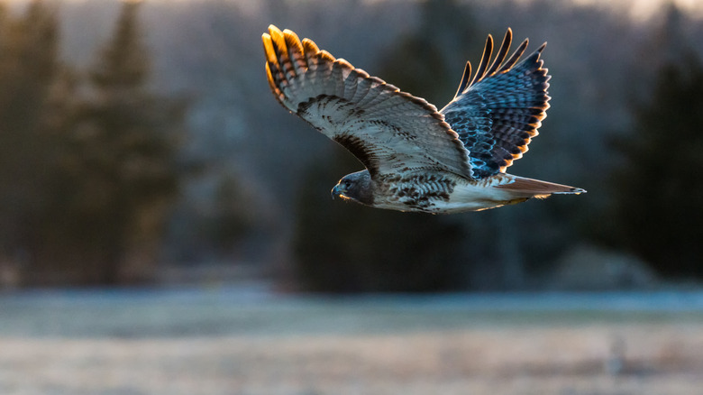 Side profile of a red-tailed hawk flying at sunset in Hawk Mountain Sanctuary, Pennsylvania