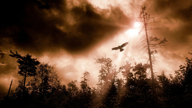 A hawk flies above a cloudy sunset forest in Hawk Mountain Sanctuary, Pennsylvania