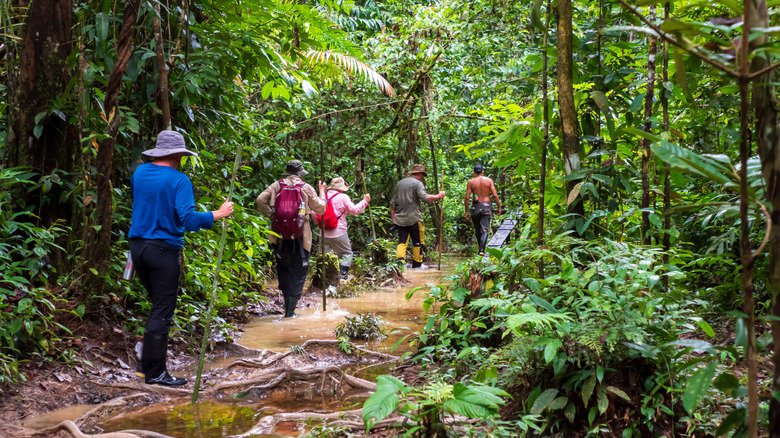 Hikers trekking through the Amazon Rainforest