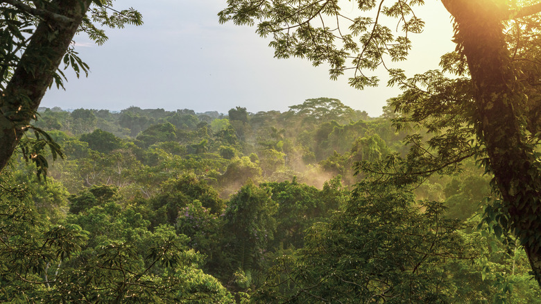 The Amazon Rainforest in Ecuador