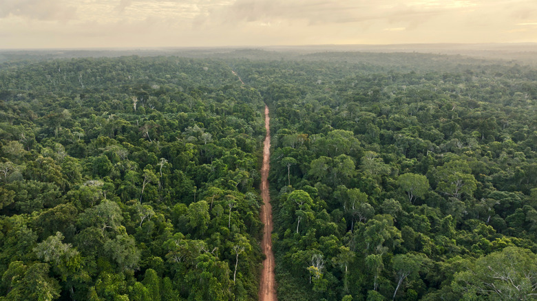 Road leading through Amazon in Suriname