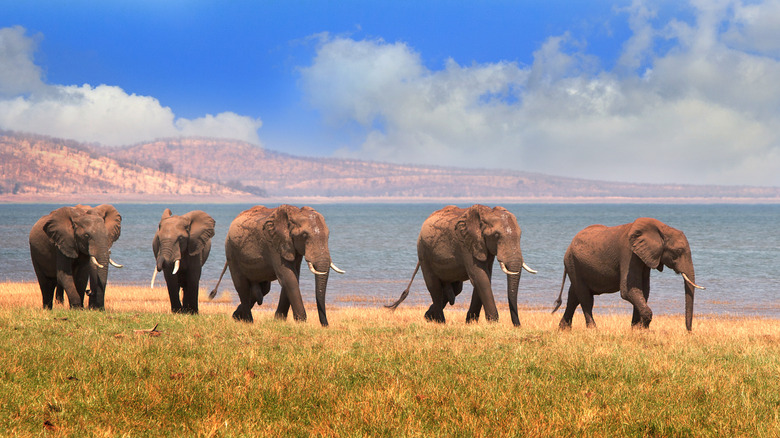 Herd of elephants on the shore of Lake Kariba in Matusadona National Park