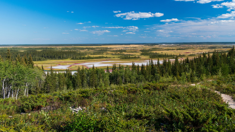 Aerial view of the landscape of Wood Buffalo National Park in Alberta