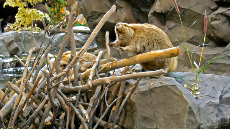 Beaver assembling sticks for a dam