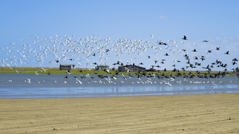 Flock of birds at Parque Nacional da Lagoa do Peixe in Brazil
