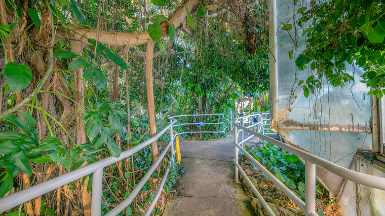 A walkway inside the rainforest biome at Biosphere 2 in Arizona