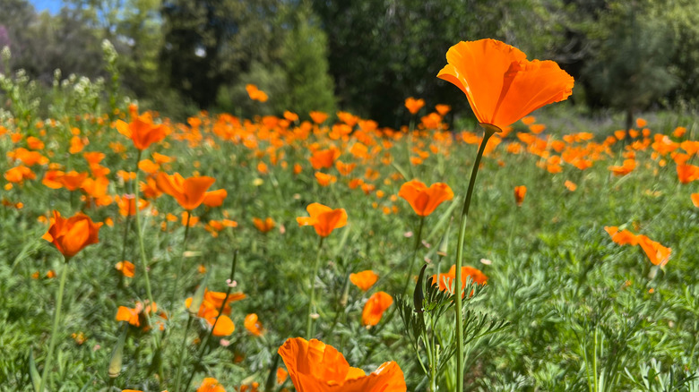 California poppies at the California Botanic Garden in Claremont