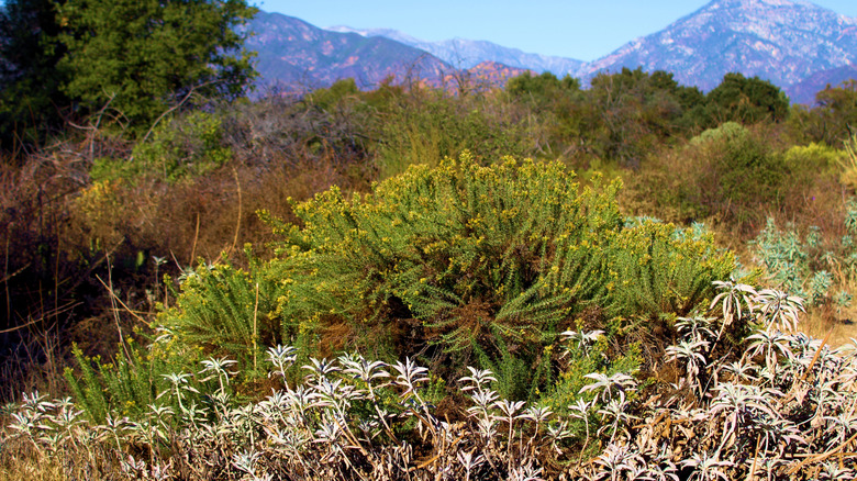The native landscape at the California Botanic Garden in Claremont