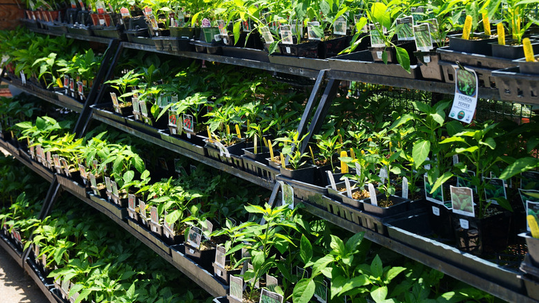 A plant nursery in California