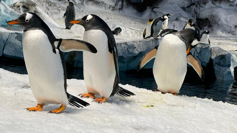 Penguins at SeaWorld Yas Island, Abu Dhabi