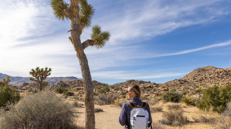 Woman standing next to a Joshua tree.