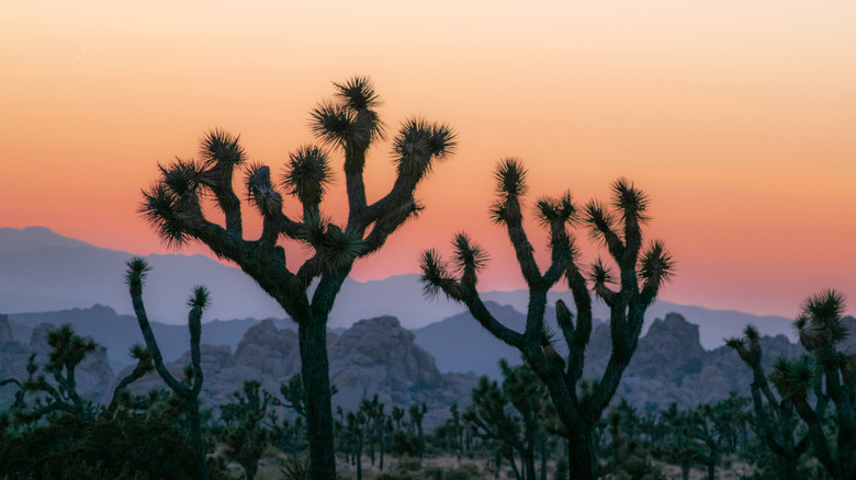 Joshua trees at sunset with mountains in the background.