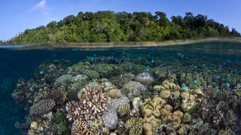 Split image showing lush foliage above the water and a coral reef below the water at Marovo Lagoon in the Solomon Islands during the day
