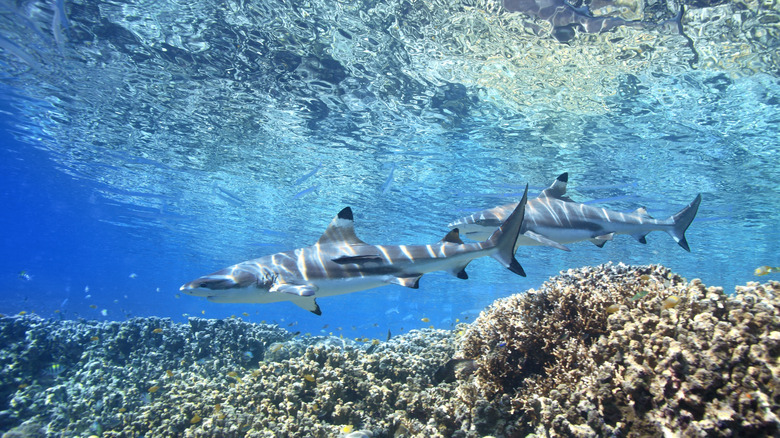 Two blacktip reef sharks swimming above a coral reef in the Marovo Lagoon in the Solomon Islands during the day