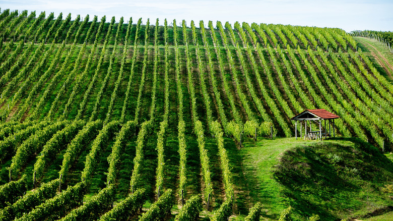 A view of a local vineyard in Moldova