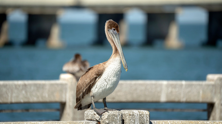 pelican sitting on pier