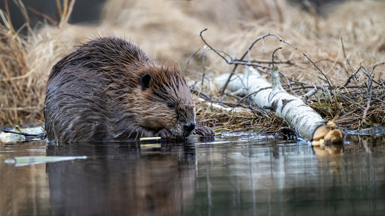 A beaver on the side of a pond along the Beaver Boardwalk in Hinton