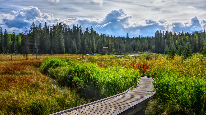 A section of the famous Beaver Boardwalk in Hinton, Canada
