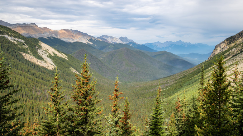 Views from the Sulphur Skyline Trail in Jasper National Park