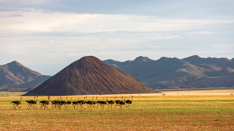 Flock of ostriches in a file walking across the desertscape of Namibia