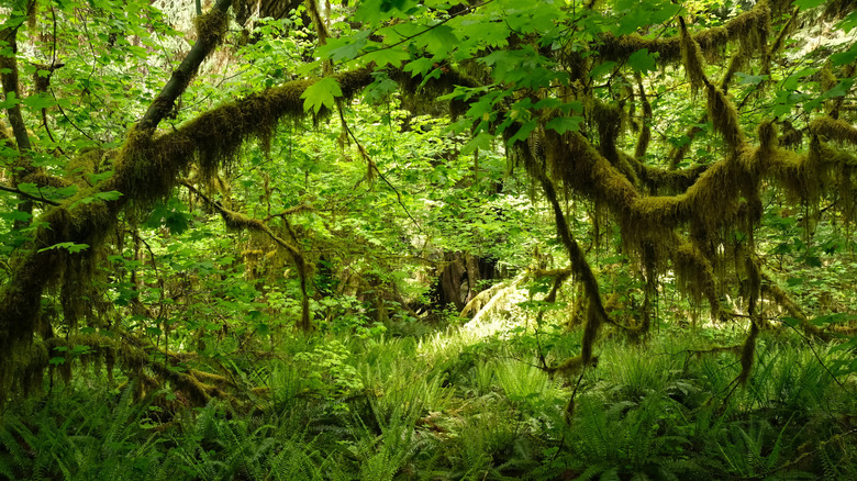 Dense green cover of a rainforest with thick moss hanging from branches of trees