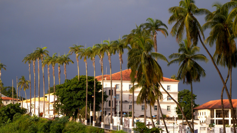 A line of coconut trees and Spanish colonial buildings in Malabo, Equatorial Guinea.