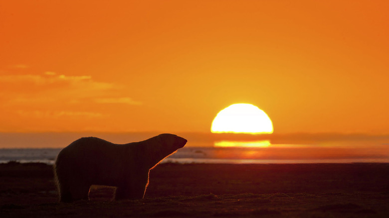 A polar bear at sunset.