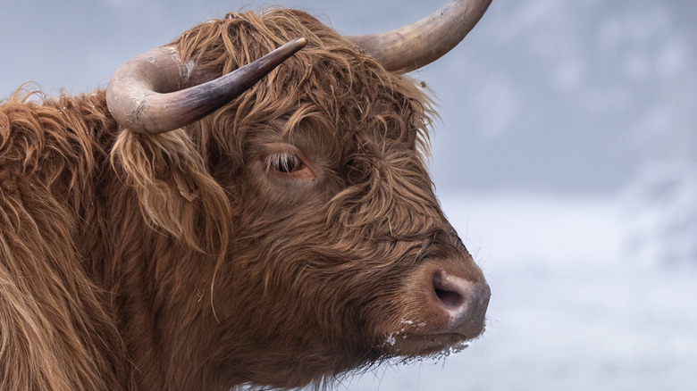 A Highland cow looking off into the distance.