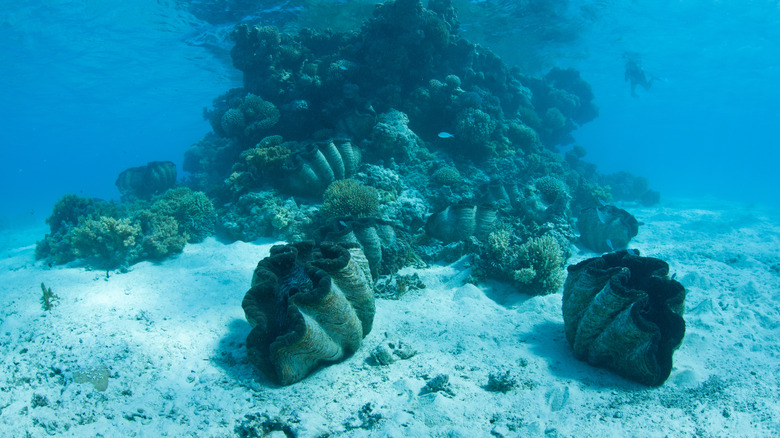 Giant clams in Aitutaki Lagoon, Cook Islands