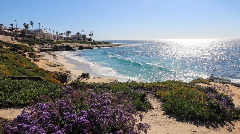 Windansea Beach, La Jolla, San Diego.