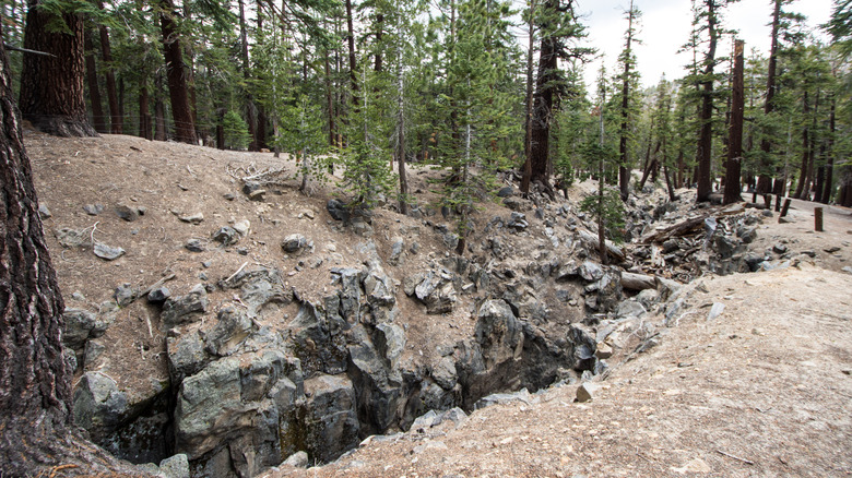 A big earthquake fault cuts through a forest in Mammoth, CA