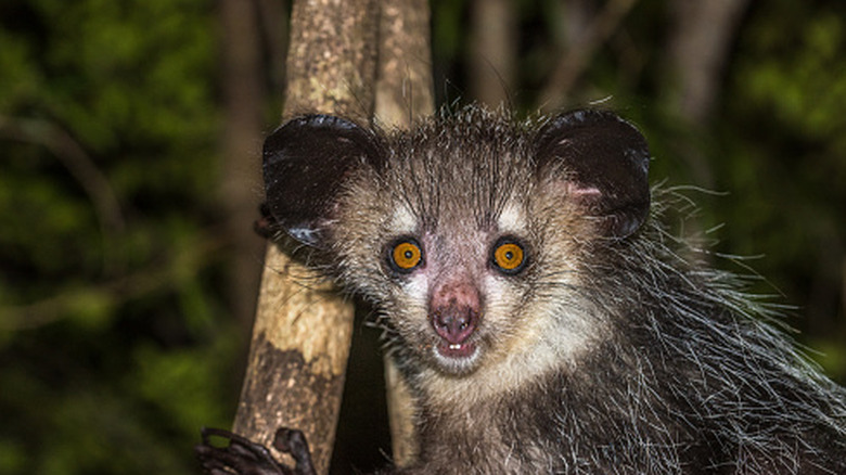 An aye-aye, a nocturnal lemur of Madagascar holding on to a tree branch
