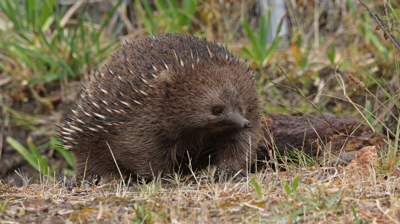 Short-beaked echidna foraging in rough grass in Tasmania