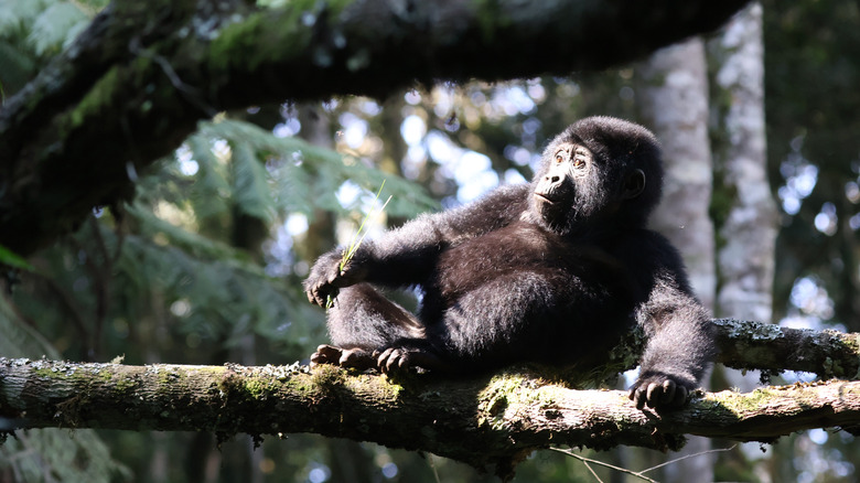 A juvenile mountain gorilla resting on a tree branch
