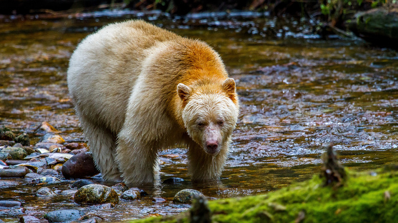 A male Kermode spirit bear foraging along a salmon river in the Great Bear Rainforest, Canada