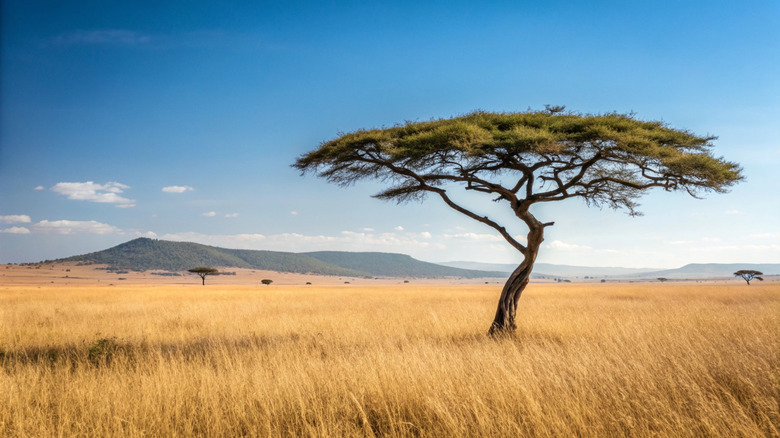 Acacia tree surrounded by golden grass in the African Serengeti