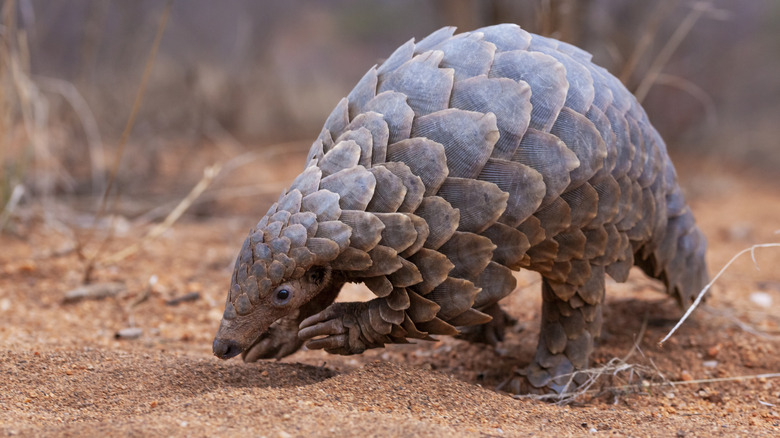 A lone pangolin crossing open African bushland terrain