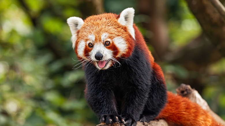 Red panda sitting on tree branch, looking at camera with playful expression in a forest