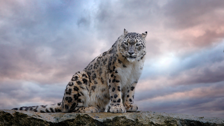 Snow leopard sitting in a rocky mountain habitat in the Himalayas