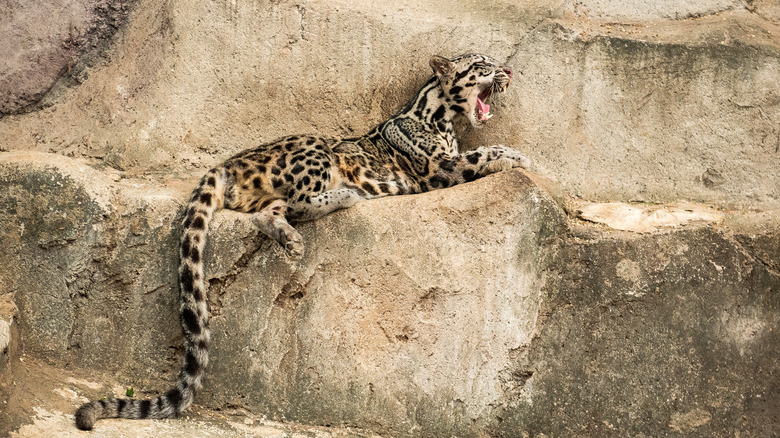 Sunda clouded leopard yawning as it rests on a rock