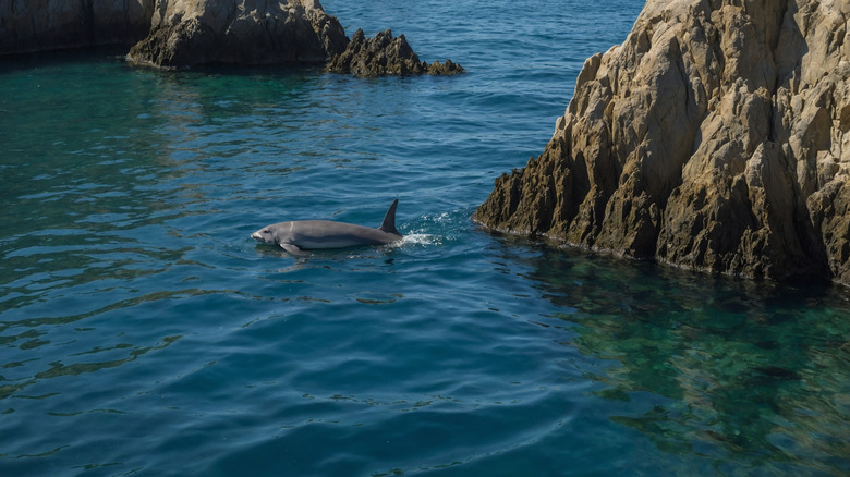 A vaquita in a rocky cove swimming gracefully near a  jagged shoreline