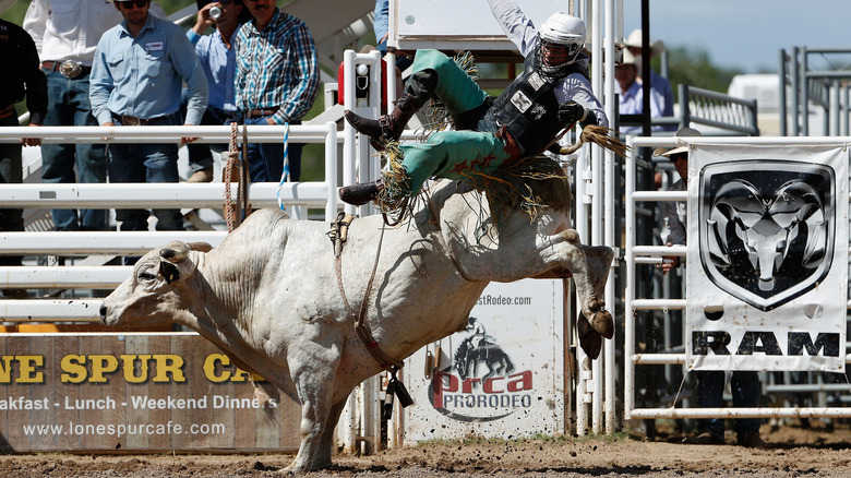 Bull riding at the World's Oldest Rodeo