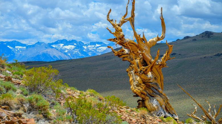 An ancient bristlecone pine tree on a rocky mountain over looking snow-capped peaks in the Sierra Nevada.