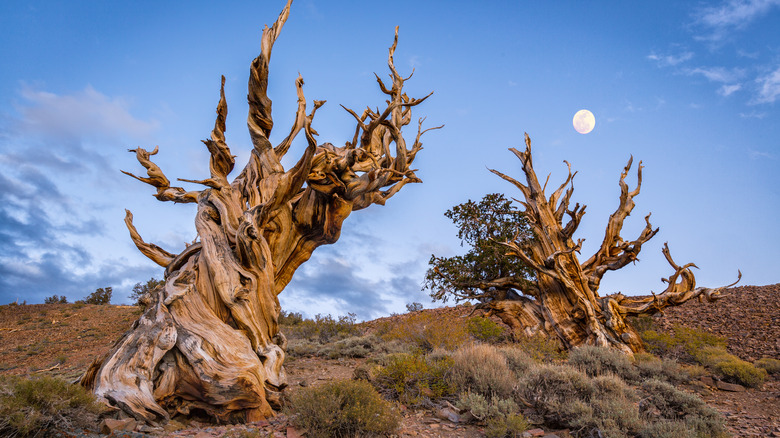 A moon rises over two gnarled bristlecone pine trees, at California's Ancient Bristlecone Pine Forest.