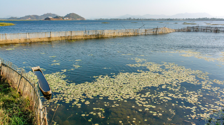 A fishing boat at Keibul Lamjao National Park, located in Manipur, India