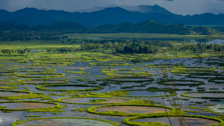 Keibul Lamjao National Park at Loktak Lake, Manipur, India, with the mountains in the background