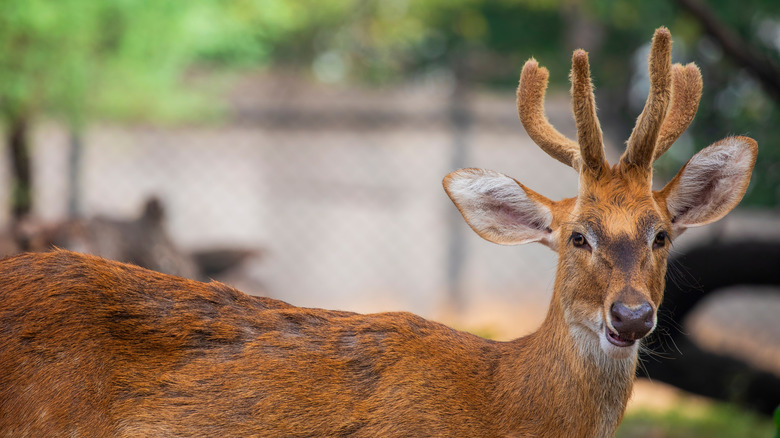 Sangai deer found only in Manipur, India